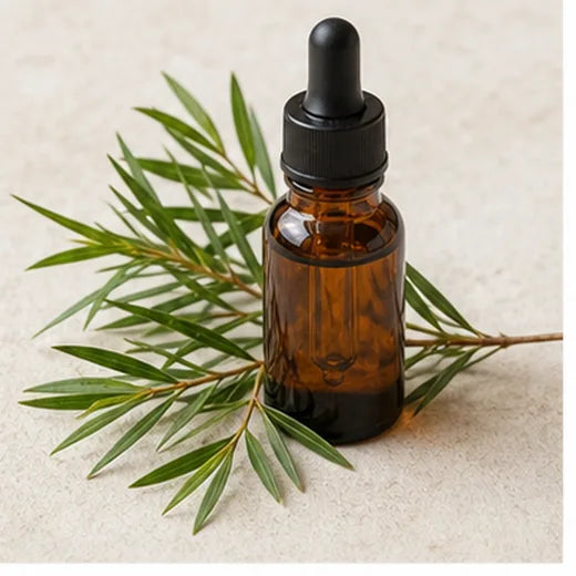 Aceite esencial de árbol de té